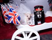 فى أسبوع الموضة بنيويورك ..كلاب تمثل مشهد حفل زفاف الأمير هارى وميجان ماركل 