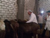 "الزراعة" تحصن 2.1 مليون رأس ماشية من الحمى القلاعية 