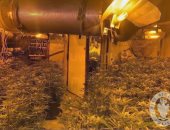 "صناعة الكيف فى بريطانيا".. اكتشاف مزرعة ومصنع سرى لتجهيز الحشيش.. فيديو