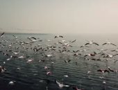 فيديو .. طيور الفلامنجو تزين بحيرة قارون بالفيوم فى موسم هجرتها