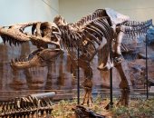 الصين: اكتشاف آثار أقدام ديناصورات تعود إلى 100 مليون عام