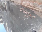 صور.. شكوى من تراكم مياه الأمطار والصرف الصحى بأحد شوارع المنزلة