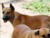 شكوى من انتشار الكلاب الضالة بمنطقة سبيكو فى مدينة السلام