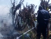 السيطرة على حريق لأشجار الموز دون خسائر فى الأرواح بمدينة إسنا