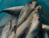 صور .. ضبط 15 طن لحوم وأسماك غير صالحة فى 19 محافظة خلال أسبوعين