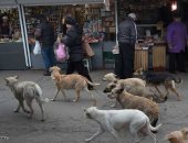 شكوى من استمرار أزمة الكلاب الضالة بشارع طلعت حرب فى الجيزة