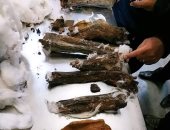 إحباط محاولة تهريب أجزاء من مومياوتين أثريتين قبل شحنها لبلجيكا