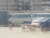 صور.. أهالى حى الزهور فى بورسعيد يشكون انتشار الكلاب الضالة 