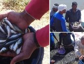 تطهير ترع أسوان بـ"أسماك المبروك".. الرى: تقضى على الحشائش المائية بيولوجيًا وتساهم فى مواجهة التلوث.. مزارعون ومتخصصون يناشدون الصيادين بعدم صيدها.. ويؤكدون: قيمتها الغذائية منخفضة (صور)