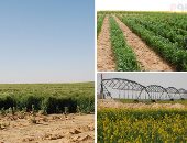 وزارة الزراعة الأردنية تدعو المزارعين لعدم تسويق الحمضيات غير الناضجة 