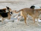 قارئ يشكو انتشار الكلاب الضالة بمنطقة الخلفاوى بشبرا