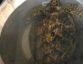 صاحب محل أسماك بالسويس يعيد سلحفاة بحرية إلى بيئتها الطبيعية