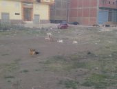 قارئ يشكو انتشار الكلاب الضالة بمنطقة أبو النور بالشرقية