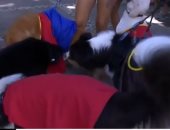 شاهد.. "الكلاب الخارقون" فى مهرجان ريو دى جانيرو الاستعراضى