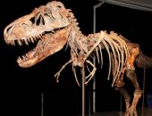 العلماء يطالبون بوقف بيع حفريات الديناصورات فى جميع أنحاء العالم