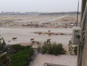 شكوى من انتشار الكلاب الضالة بشارع مصطفى الشريف بعزبة النخل