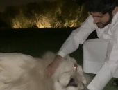 أسد نادر يتحول إلى حيوان أليف مع ولى عهد دبى حمدان بن محمد .. شاهد الفيديو