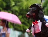 صور.. الكلاب تخطف الأنظار فى مهرجان بالبرازيل