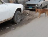 الكلاب الضالة تهدد سلامة المواطنين بمنطقة السيوف فى الإسكندرية