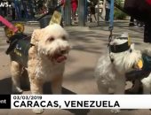 فيديو.. معرض لأزياء الكلاب فى فنزويلا