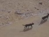 كلب ضال يعقر 9 أطفال بمدينة بلقاس بالدقهلية