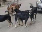 استمرار أزمة الكلاب الضالة بشارع طلعت حرب بالجيزة