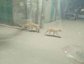 صور.. اضبط مخالفة.. أهالى دمياط يشكون انتشار الكلاب الضالة بالشوارع