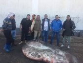 صور.. بيع سمكة "الشمس المحيطية" بالكيلو فى البرلس بدلا من تحنيطها