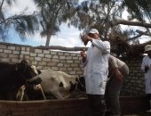 بيطرى بورسعيد: تحصين الماشية ضد الحمى القلاعية حتى منتصف مارس ..صور