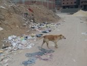 شكوى من انتشار الكلاب الضالة بمنطقة الخمسين جسر السويس تسبب الذعر للأهالى