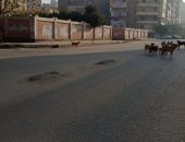 شكوى من انتشار الكلاب الضالة بالحى السابع مدينة نصر