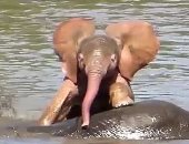جنوب أفريقيا تسجل الظهور الثانى لـ"الفيل الوردى".. فيديو وصور
