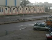 شكوى من انتشار الكلاب الضالة بشوارع مدينة رأس البر