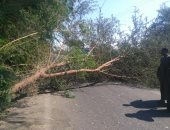 صور.. إزالة شجرة سقطت بالطريق السريع وتسيير حركة مرور السيارات بالأقصر