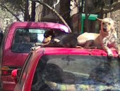 شكوى من انتشار الكلاب الضالة بشوارع فيصل