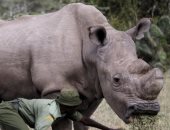 فى الذكرى الأولى لرحيله.. سودان آخر ذكر من سلالة وحيد القرن الأبيض.. فيديو