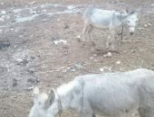  على طريقة "التجربة الدنمركية" مركز شباب بالصف يتحول لحظيرة حيوانات ومقلب قمامة