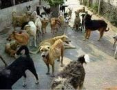 فى التجمع الأول والقاهرة الجديدة.. انتشار الكلاب الضاله يهدد حياة أطفال المدارس