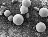 اكتشاف عيش الغراب على المريخ يثير الجدل حول وجود حياة على الكوكب الأحمر