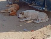شكوى من انتشار الكلاب الضالة الحي السادس مجاور 7
