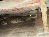 صور.. مزارع هندى صحى من النوم لقى تمساح تحت السرير ..اعرف رد فعله
