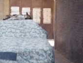  قارئ يشكو انتشار الكلاب الضالة عزبة النخل