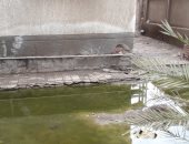 شكوى من محاصرة مياه الصرف لقرية بمركز أشمون فى المنوفية.. فيديو وصور