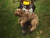 من حق الكلاب تدلع.. ويلزى يقفز مع كلبه بمظلة من جبال الألب