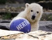 "مش نادى بس".. حديقة حيوان برلين تطلق اسم "هيرتا" على آخر الدببة القطبية "صور"