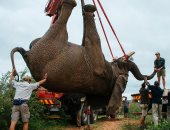 ريف راف.. حكاية فيل فى جنوب أفريقيا يواجه حكما بالقتل رميا بالرصاص × 5 صور
