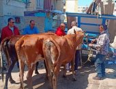 حملة لمصادرة رؤوس الماشية التى تسير على الطريق العام بدمياط
