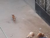 صور.. شكوى من انتشار الكلاب الضالة شارع البحر الأعظم بالجيزة