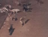 شكوى من انتشار الكلاب الضالة بشارع خليف بالجيزة