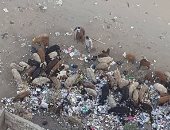 شكوى من انتشار القمامة بحدائق القبة